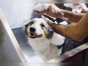 homemade-dog-shampoo-1437552697-11efb4b3cdcd4d209dac2fa7e93028bc