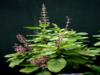 Skin, hair, health: Reasons why tulsi should be your favourite superfood