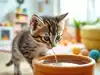 Image for 6 signs your kitten might