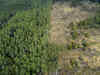 Backlash erupts over Europe's anti-deforestation law