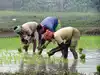Image for Output of farm sector rises