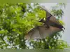 Image for Man dies after bat bite