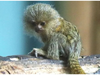 Drusillas park welcomes rare Pygmy Marmoset baby after over a decade, zoo invites name ideas