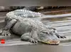 Image for Alligator Alcatraz: Inside the world’s
