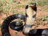 King Cobra’s Secrets Revealed: New study breaks 180-year-old belief about the world’s most venomous snake:Image