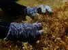 Image for Operation Crayweed: How scientists are