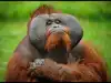 &lsquo;Laughter is contagious&rsquo;: Orangutans, the least social of all great apes, value food rewards more when in a good mood, study finds:Image