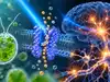 How a single-celled alga helped scientists control brain cells with light &mdash; the discovery behind the 2026 Nobel Prize in Medicine:Image