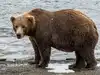 Fat bear week 2026: Chunk returns to defend his title as 16 brown bears compete for the crown:Image