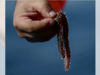 'They eat head, whole body ...': Fishermen face growing threat from bearded fireworms devouring their catches
