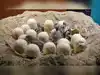 Image for Eggs en Provence: France's unique
