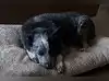Image for Texas family reunited with dog