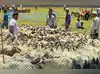 Image for Livestock & fishing fuel agriculture
