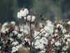 Indian cotton spinning industry expected to recover in FY25: ICRA Report