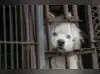 Image for South Korea’s dog meat ban: