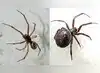 Image for Venomous noble false widow spider
