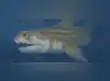 Image for Stealth predator sharks dating back