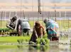 Image for After magnets, China now plants