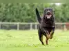Image for Rottweiler attack in Dehradun: Elderly