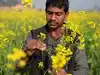 Image for India’s oilseed output may fall