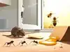Ultimate guide to eliminating pests from your home and yard:Image
