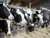 Iran war: Fuel price surge squeezes dairy, poultry value chains:Image