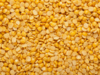Centre warns of price cap on tur dal imports:Image