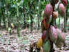 Cocoa’s relentless rally is pushing the market to breaking point:Image