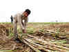 India may devote more sugar to ethanol in blow to export hopes:Image