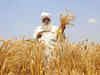 US senators object to wheat, rice subsidies in India; USTR says market access to India has improved:Image
