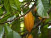 Cocoa soars above $11,000 a ton as processing pace holds up:Image