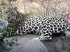 Leopard found living at Hyderabad airport, triggers alarm:Image