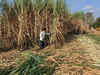 India offered sugarcane sop vastly in excess of WTO limits: US and Australia:Image