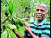 Meet the Udupi farmer who makes Rs 3 lakh per kilogram of mangoes from his terrace garden:Image