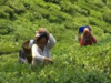 India's May tea output falls 30%, lowest level in over a decade:Image