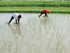 Farmers to get Rs 17,500/hectare for switching from paddy to other crops: Punjab Minister:Image
