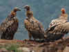 Decline in Vulture population leading to health crisis in India, costing nearly $70 billion, 5 lakh deaths, study finds:Image