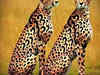 Project Cheetah: Who will change their spots, & how?:Image