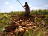 From Peels to Fuel: Potatoes may soon quench thirst of your car:Image