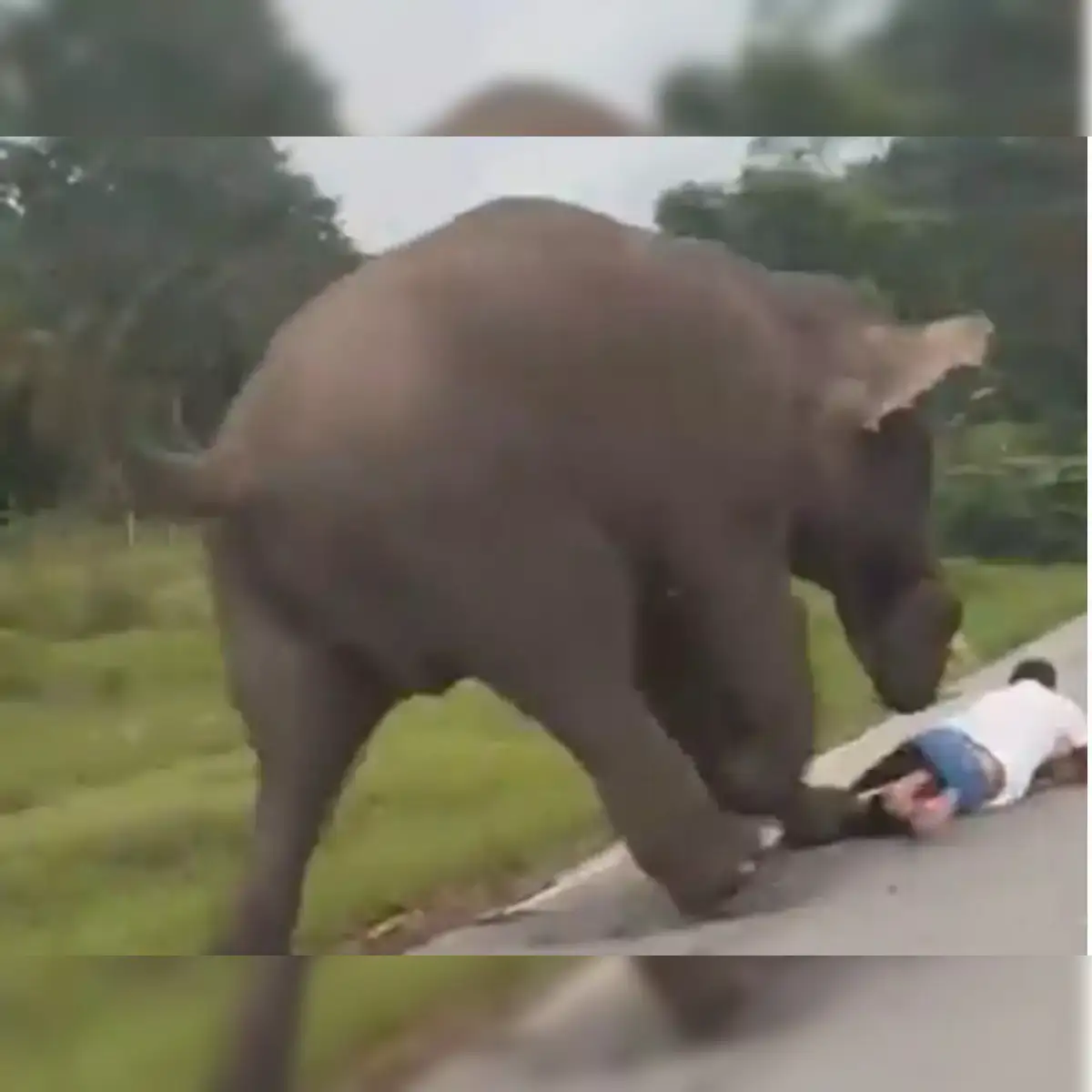 https://img.etimg.com/thumb/width-1200%2Cheight-1200%2Cimgsize-17338%2Cresizemode-75%2Cmsid-123250490/news/new-updates/watch-wild-elephant-nearly-tramples-tourist-trying-to-click-its-photo-in-karnatakas-bandipur-national-park.jpg