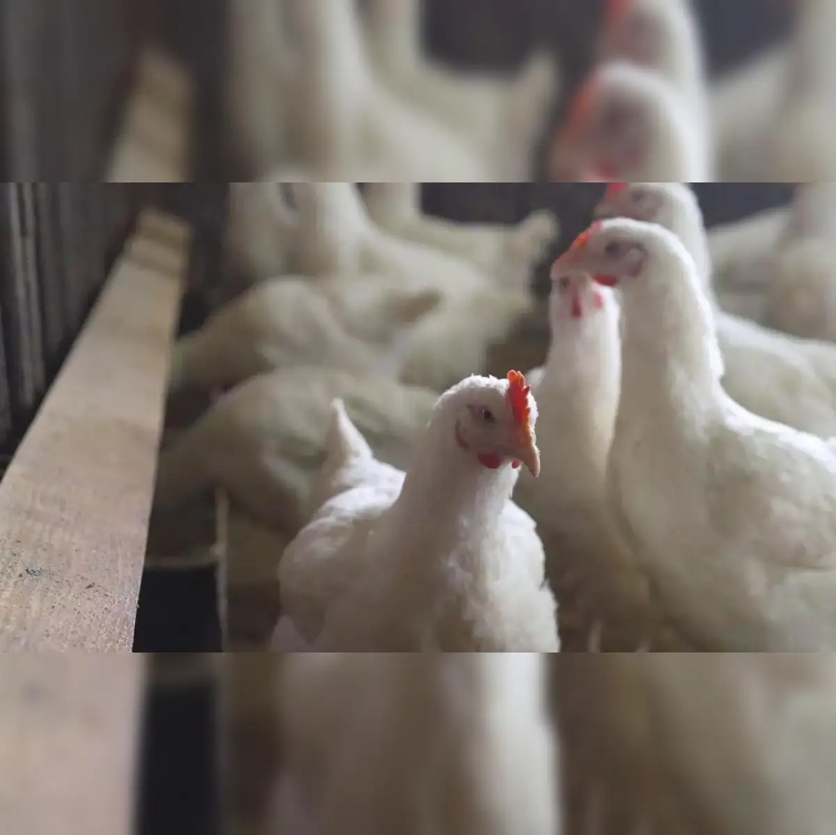 kerala bird flu: Bird flu outbreak in state-run poultry farm in Kerala,  1800 birds dead - The Economic Times