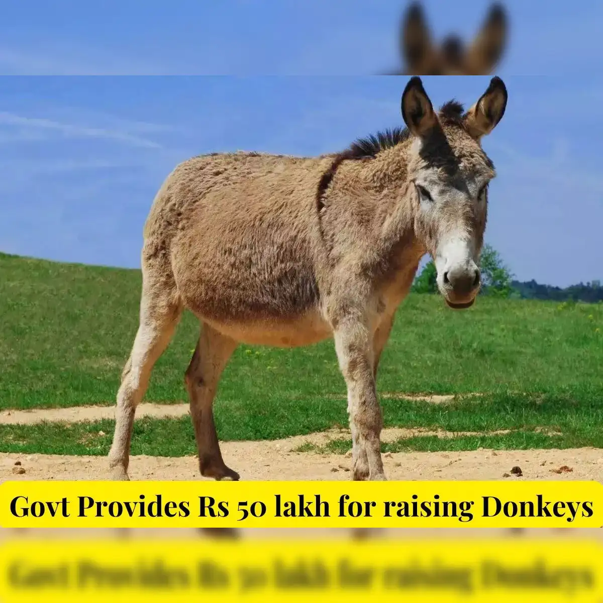 Donkey Driving Enterprises