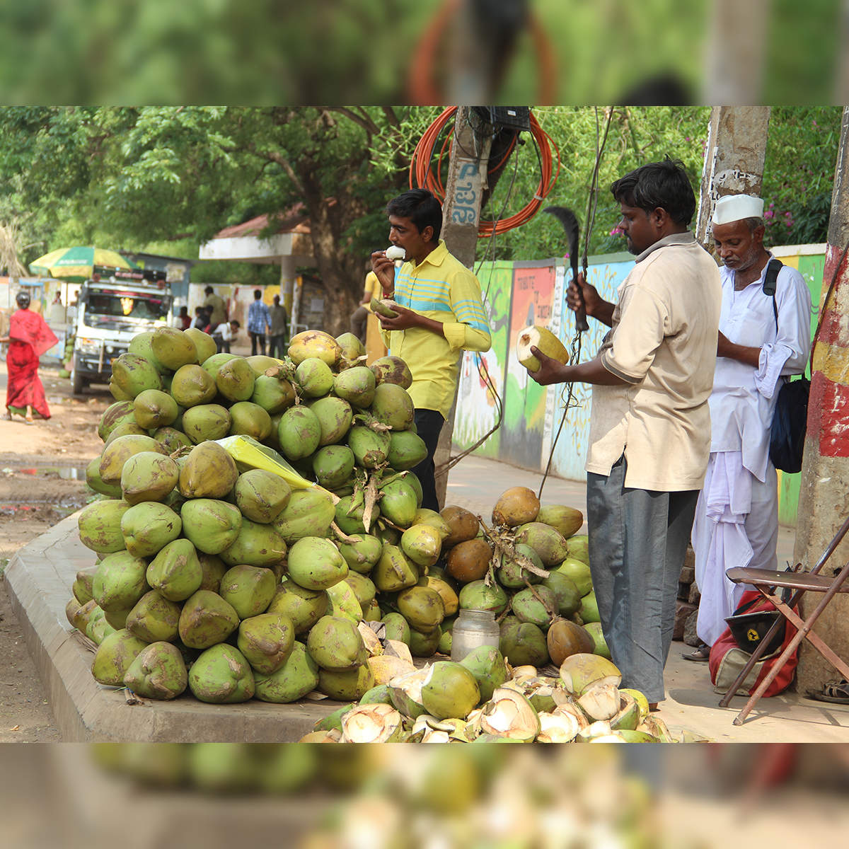 Heavy rains in Kerala to increase coconut yield The Economic Times