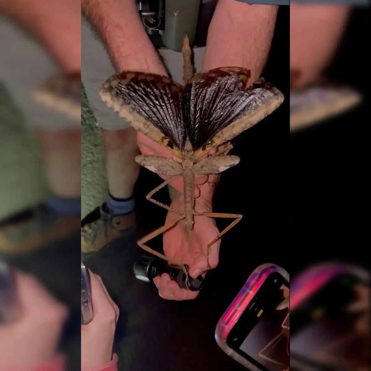 Largest Insects In Australia