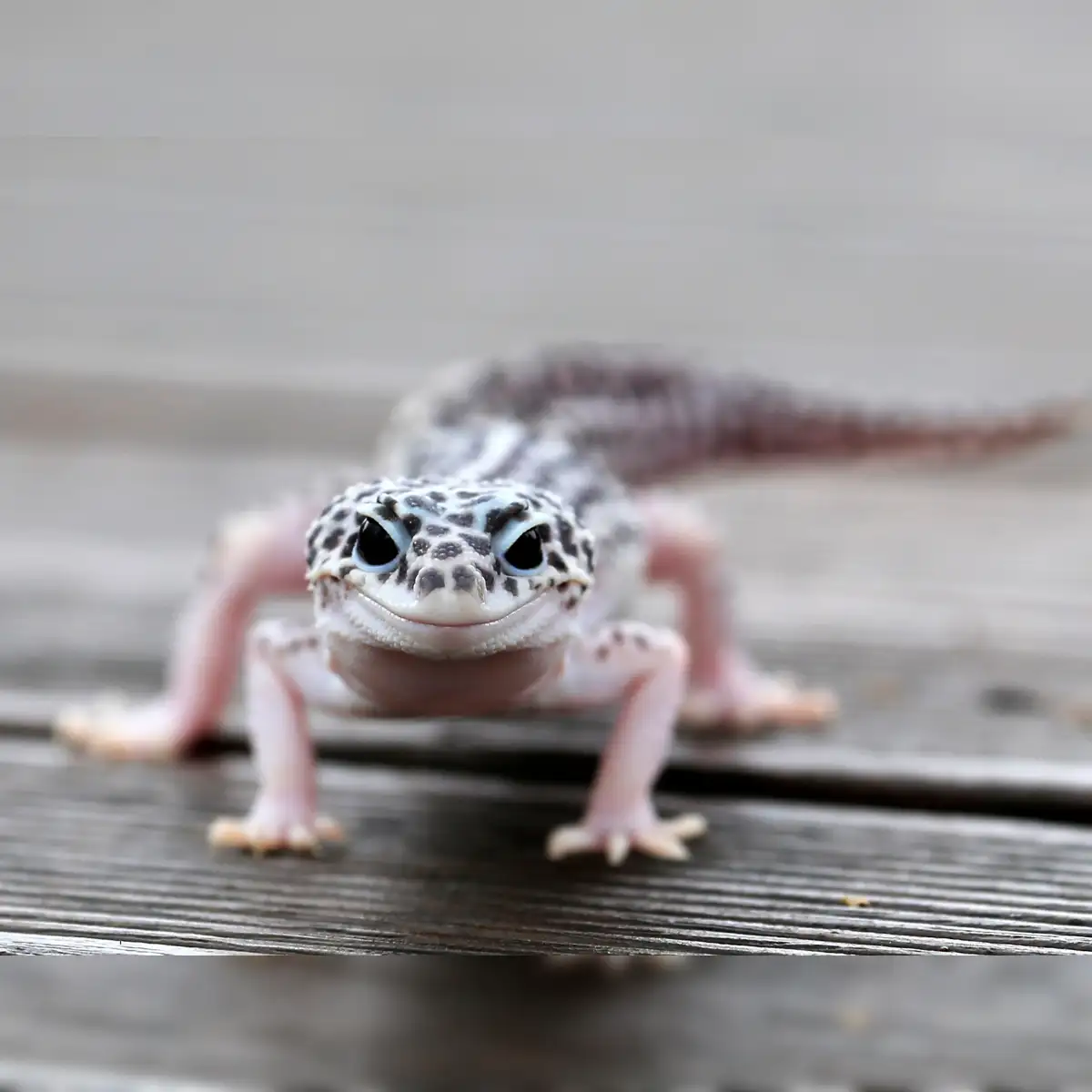 ZSI scientists discover new Gecko species in Andhra Pradesh - The Economic  Times