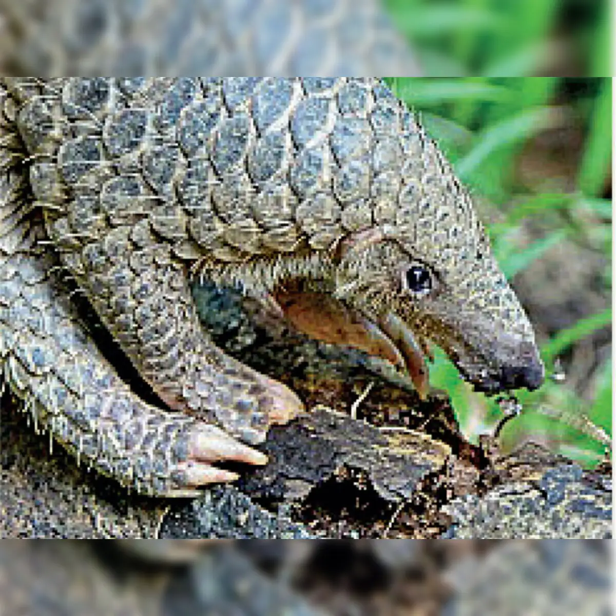 pangolin day: 17 February is celebrated as World Pangolin Day - The  Economic Times