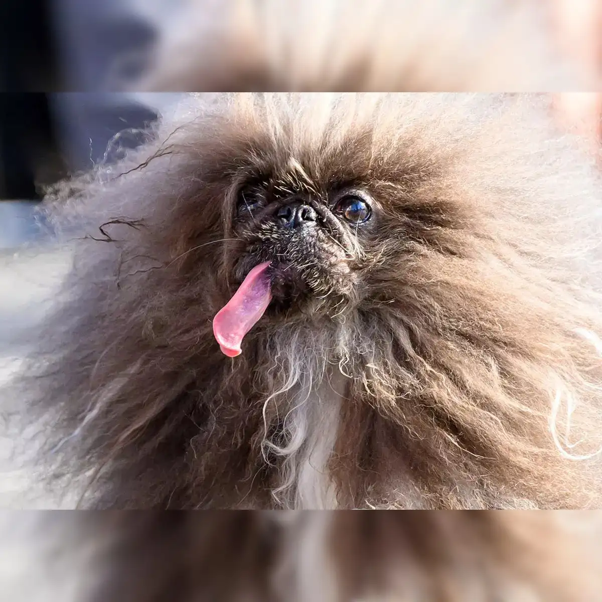 Discount ugliest dog of the world 2025