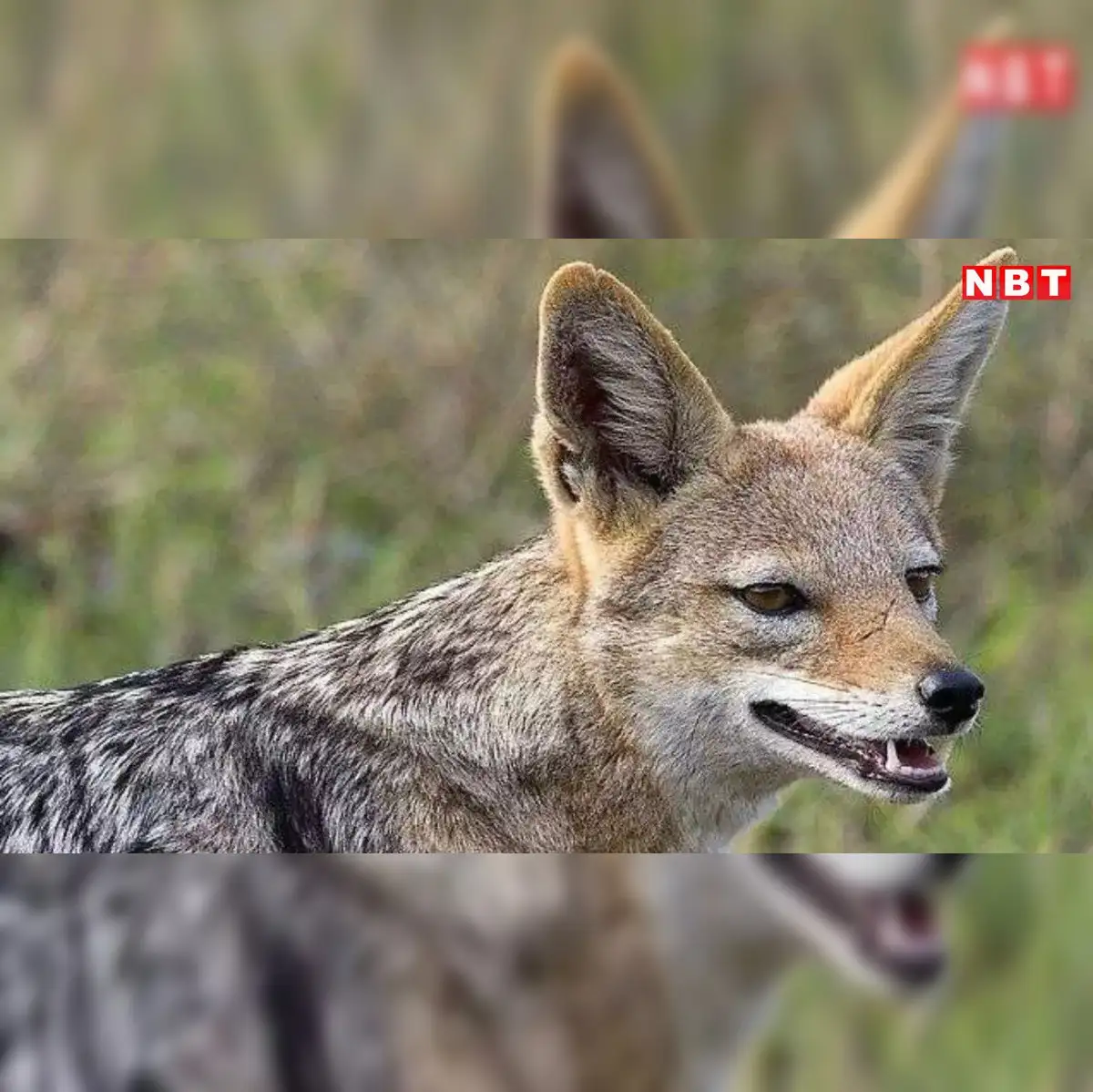 Golden jackal with rabies attacks woman in Mumbai - The Economic Times