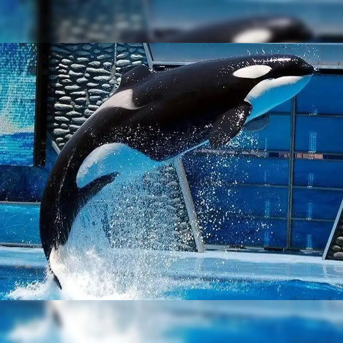 Killer Whale Swimming Academy