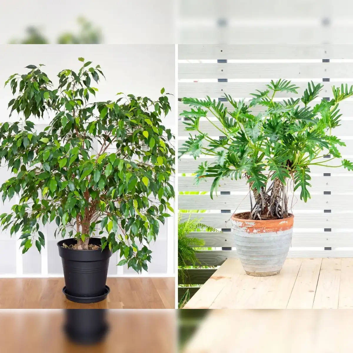 7 air-purifying indoor plants that you must add to your home immediately -  The Economic Times